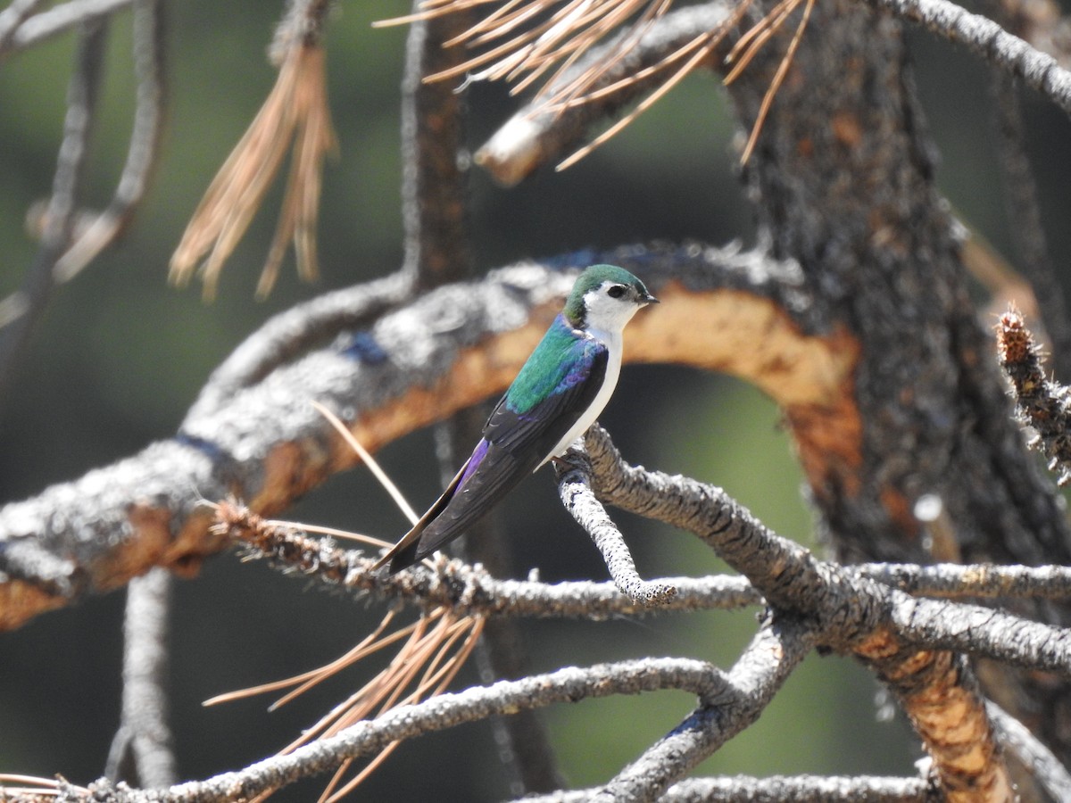 Violet-green Swallow - ML105942671