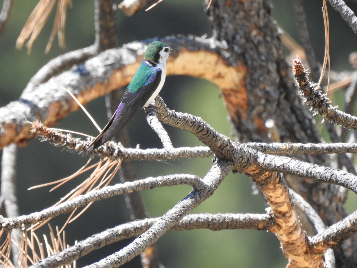 Violet-green Swallow - ML105942681