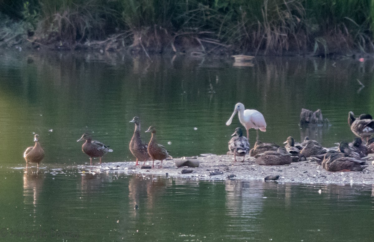Roseate Spoonbill - ML105947661