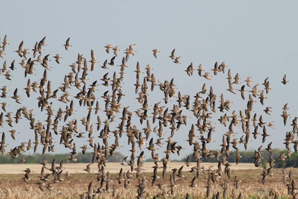 Stilt Sandpiper - Geoffrey Urwin