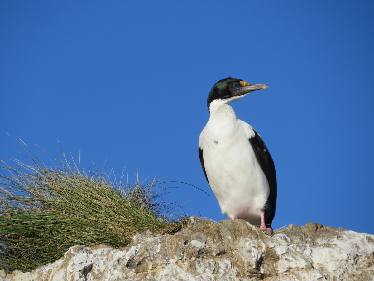 New Zealand King Shag - Bob Rigter
