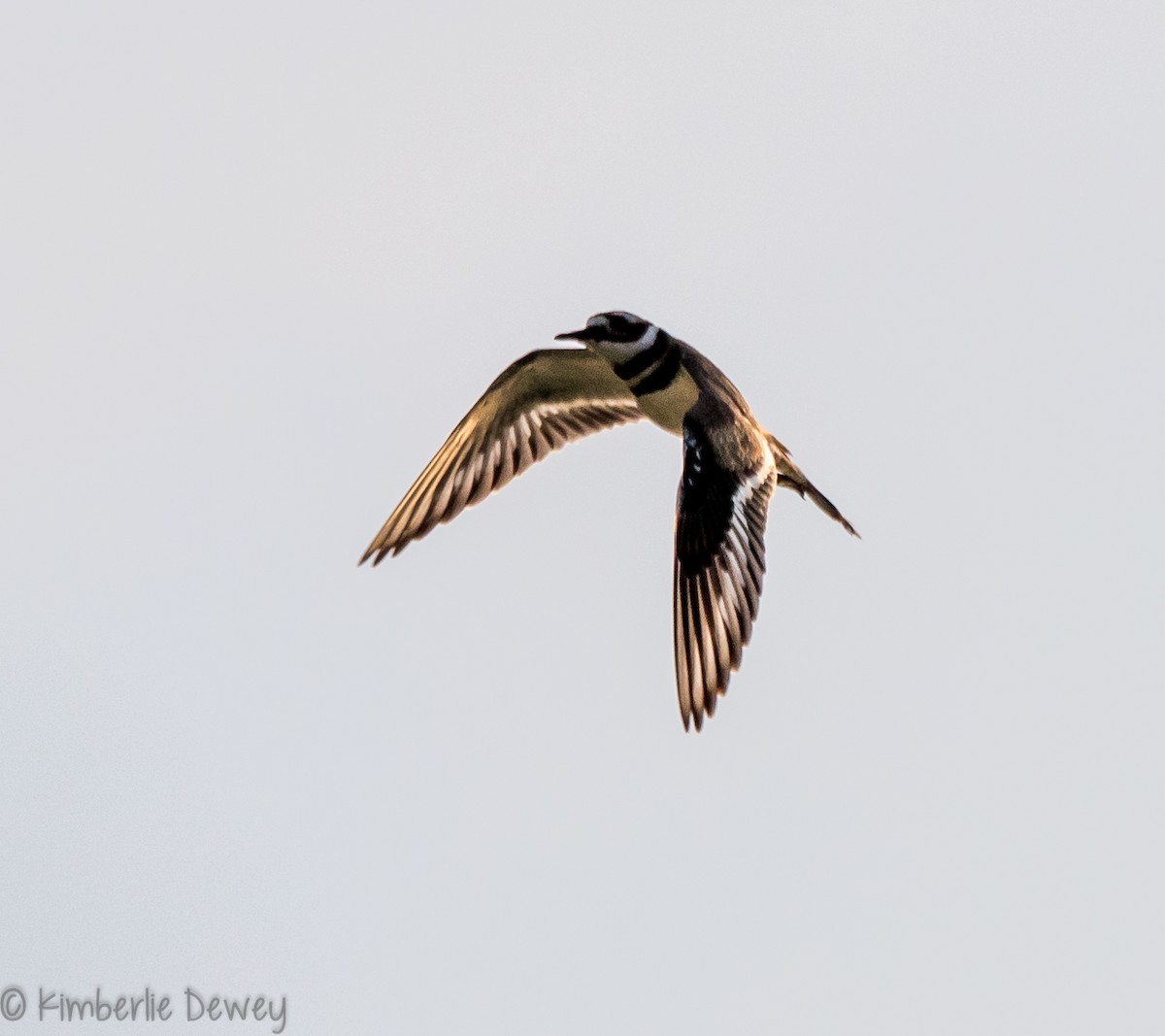 Killdeer - ML105947811