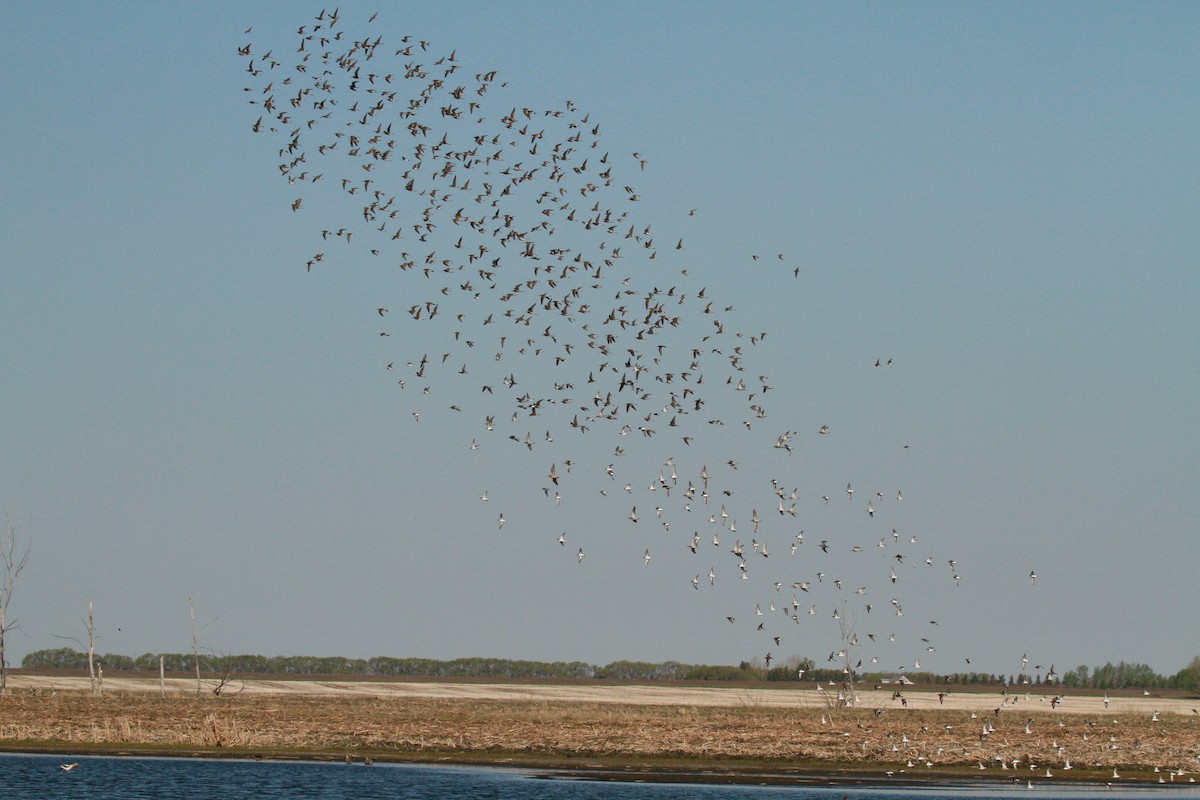 Stilt Sandpiper - ML105947961