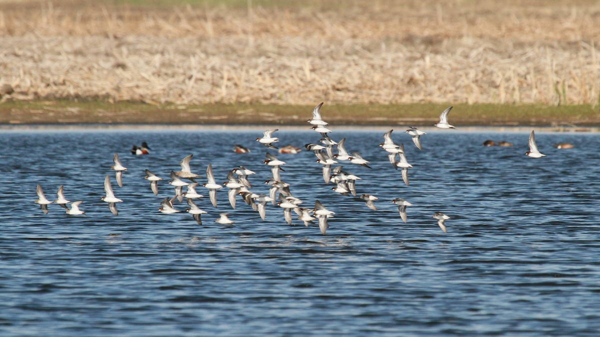 Red-necked Phalarope - ML105948401