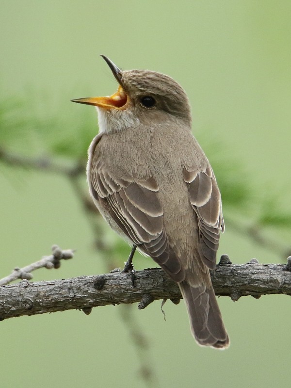 Spotted Flycatcher - ML105948561