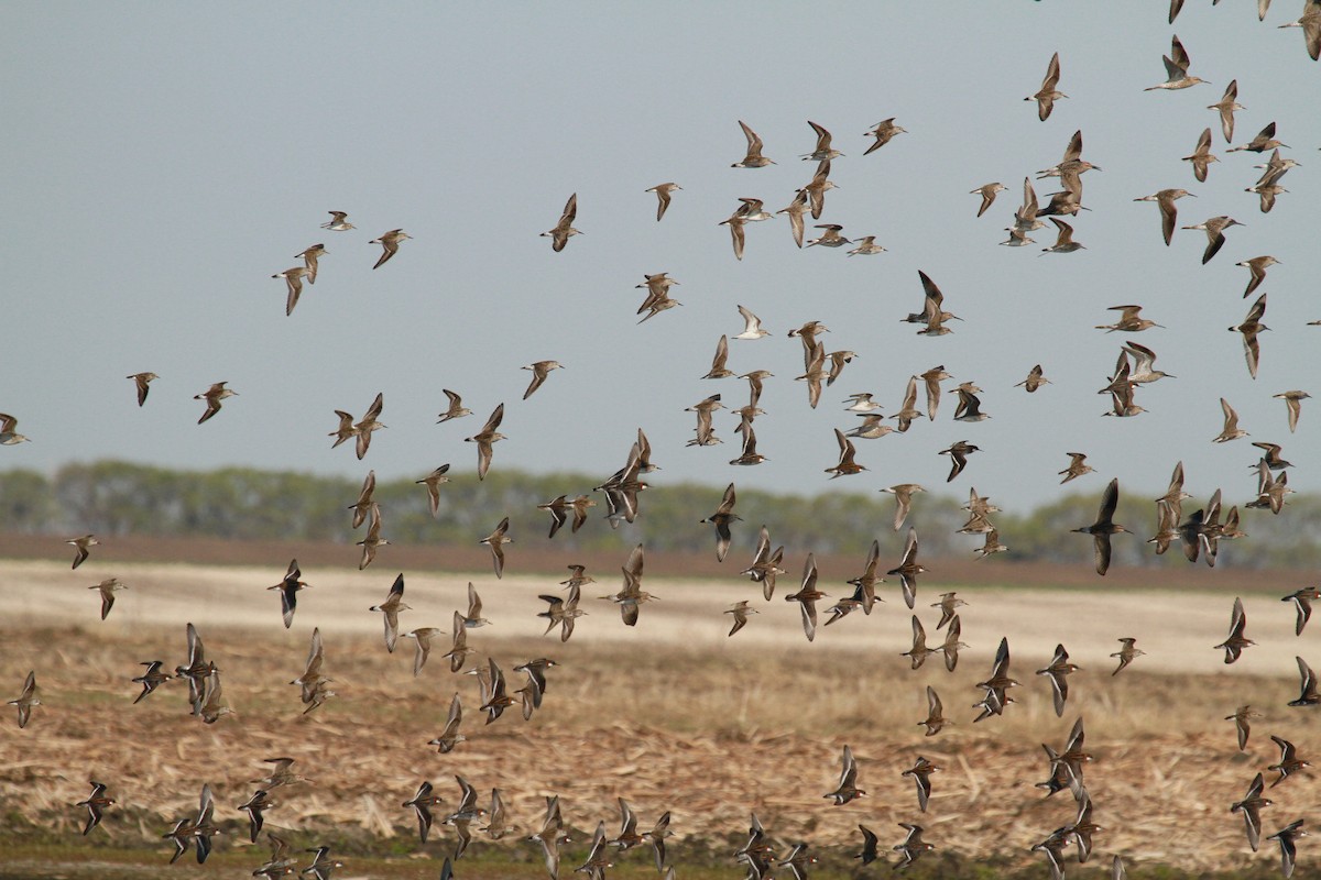 svømmesnipe - ML105948841