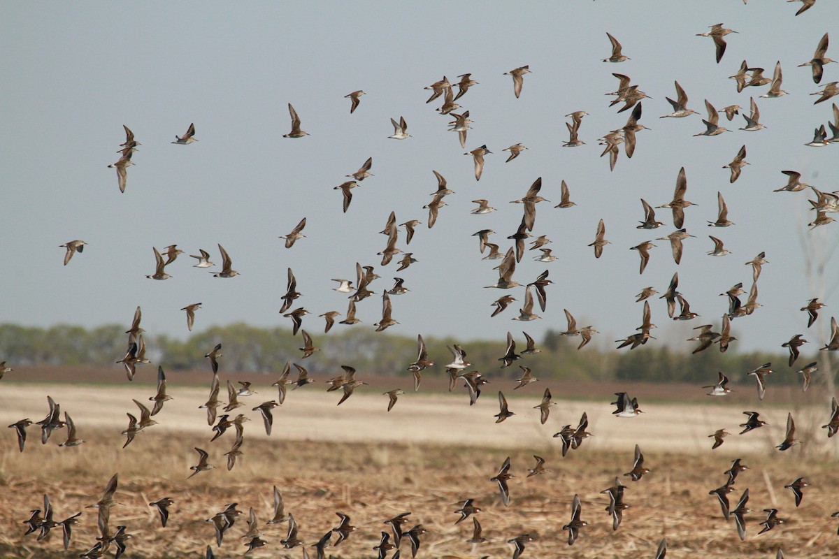 svømmesnipe - ML105948851