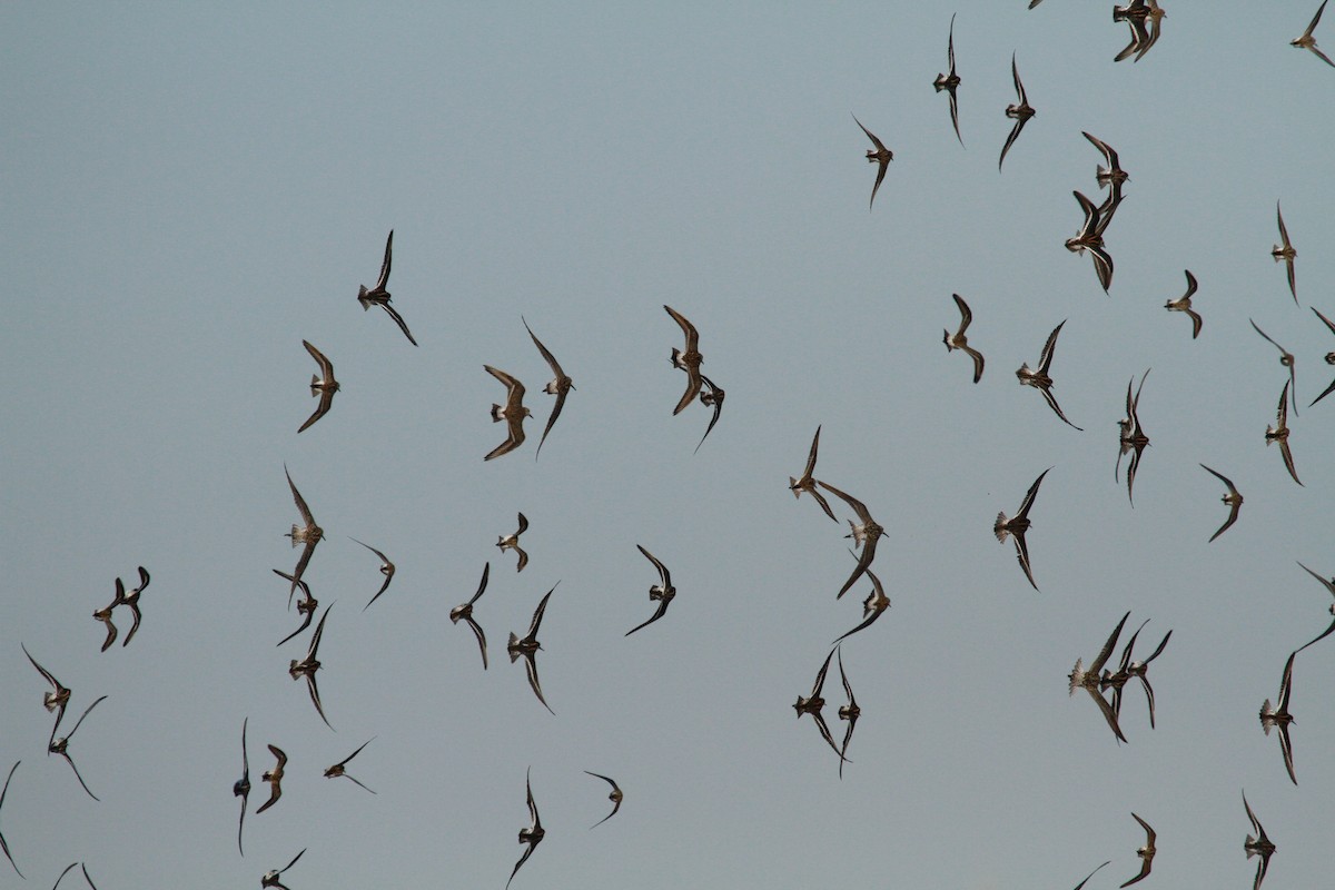 Red-necked Phalarope - ML105949301