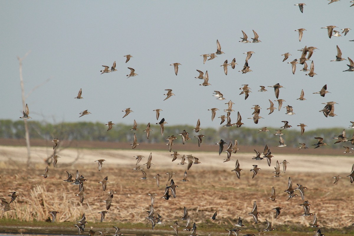 Stilt Sandpiper - ML105950851