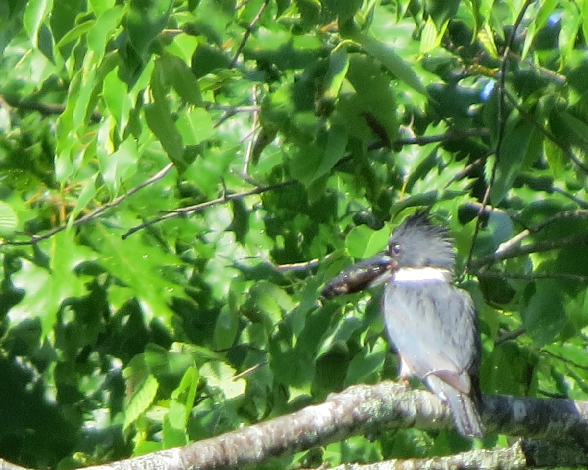 Belted Kingfisher - Jerry Smith