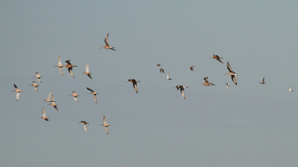 Short-billed/Long-billed Dowitcher - Geoffrey Urwin