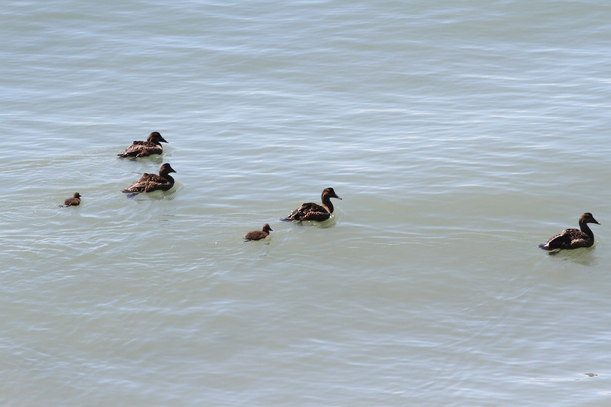 Common Eider - ML105955891