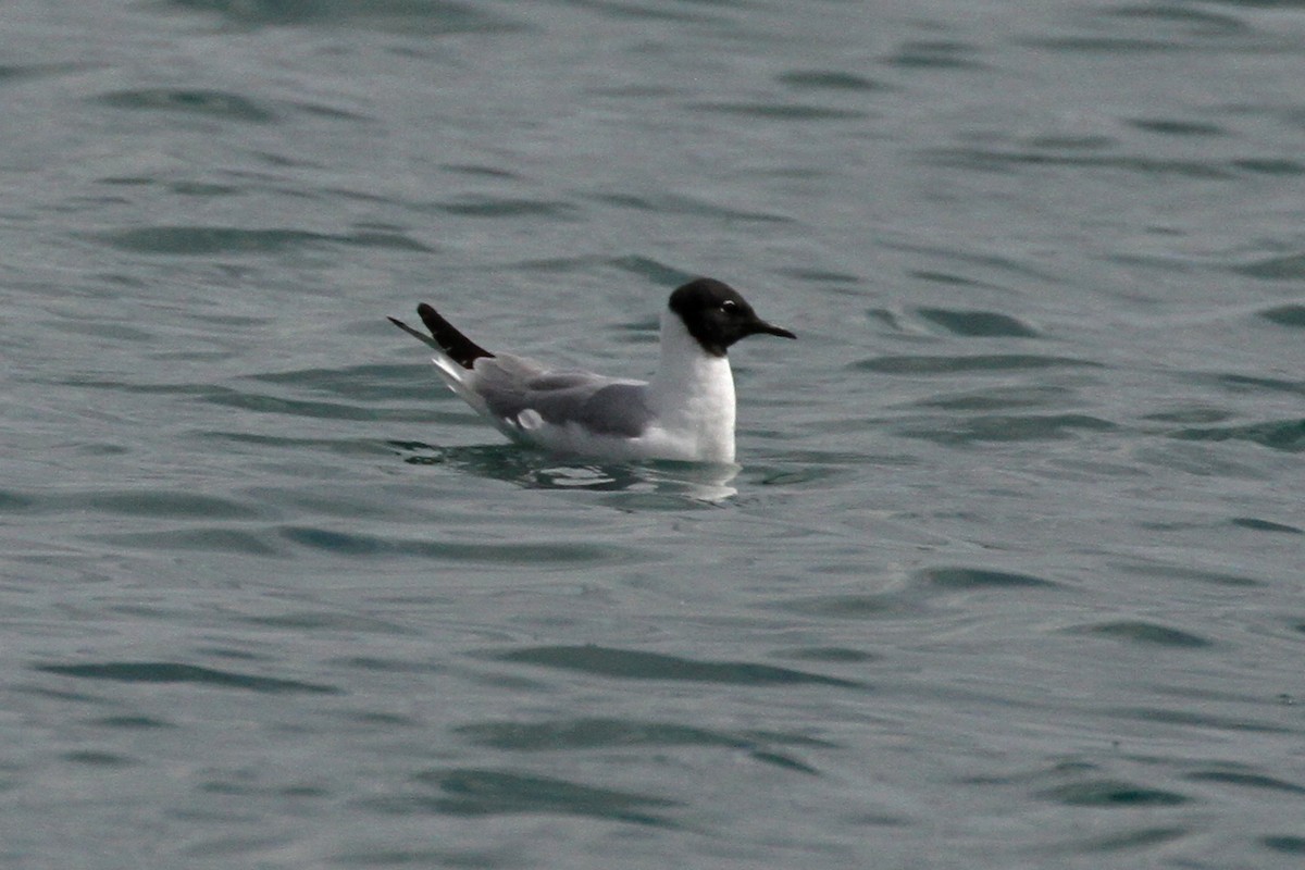 Bonaparte's Gull - ML105957051