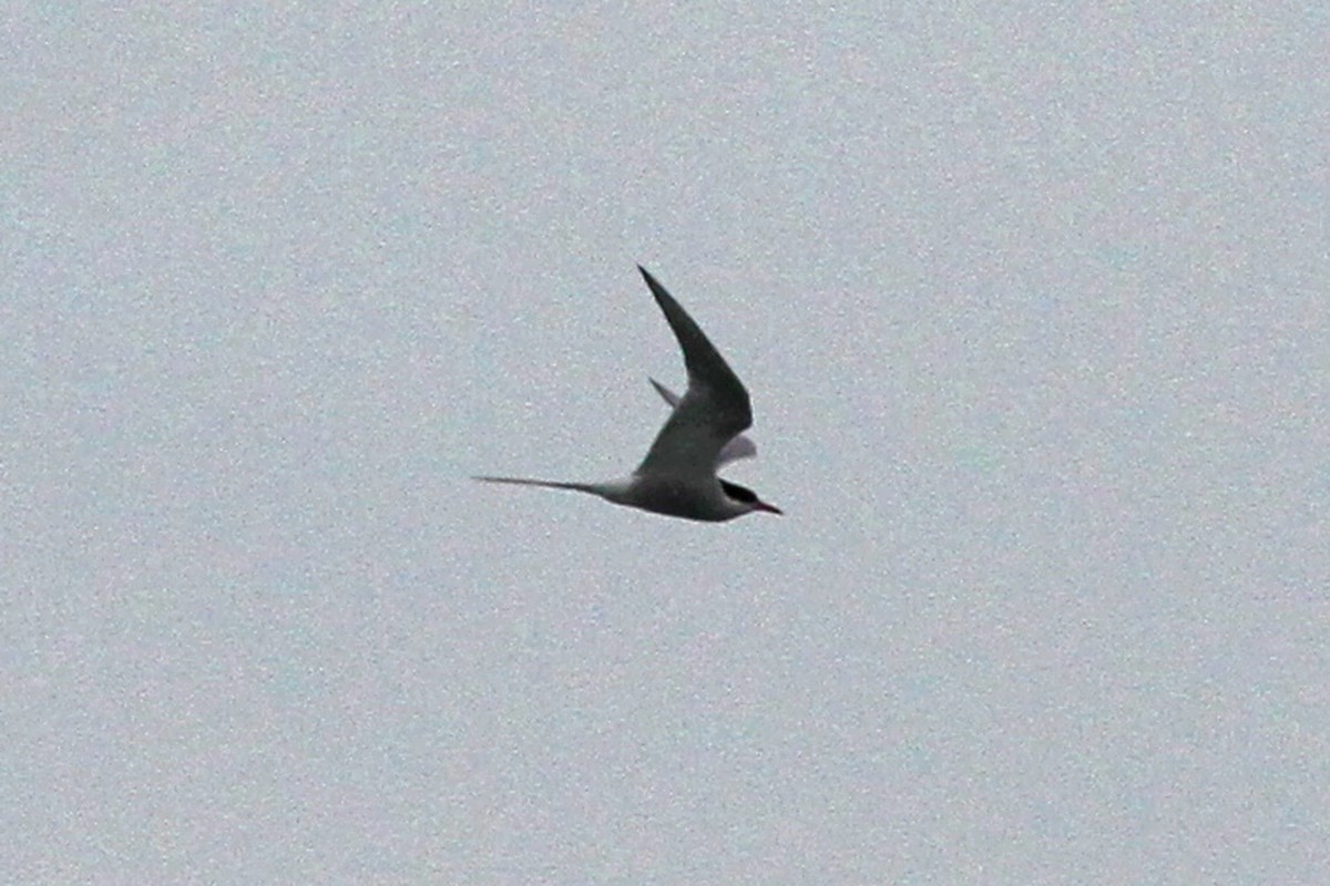 Arctic Tern - ML105957081