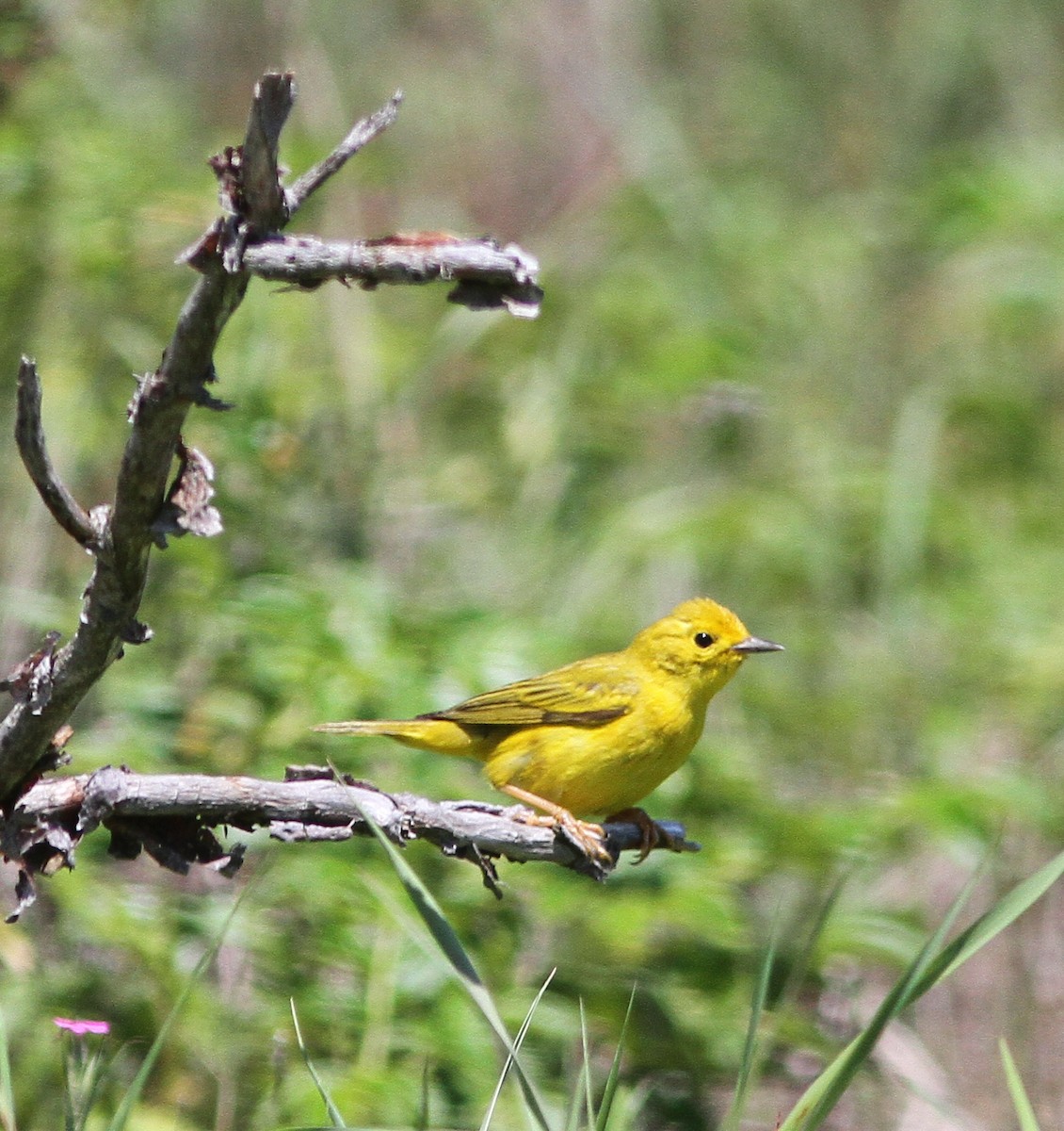 Yellow Warbler - ML105957491