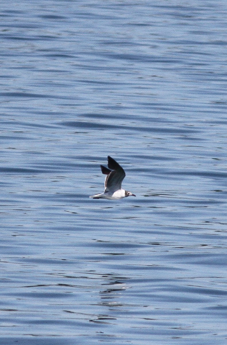 Laughing Gull - ML105957891