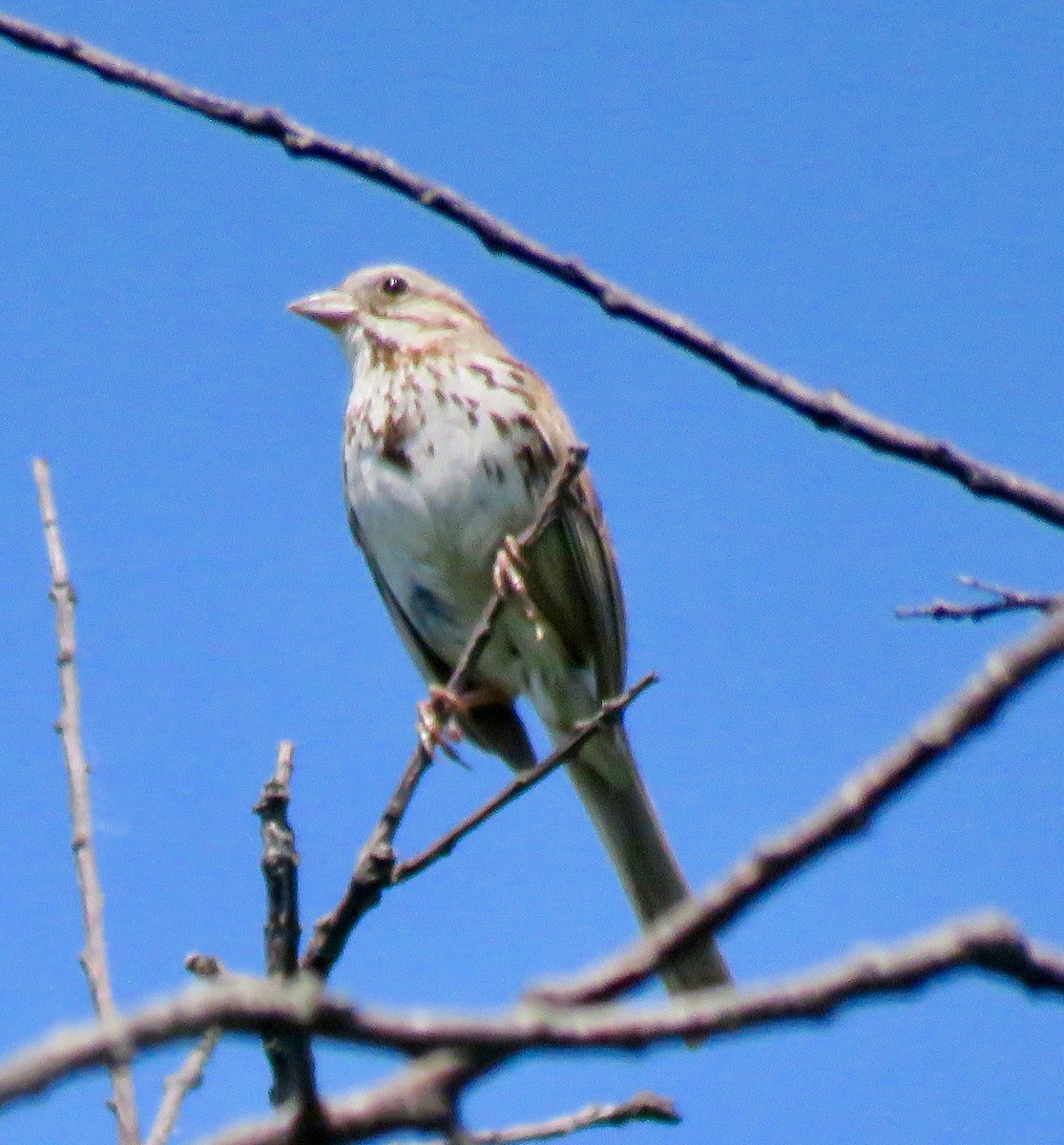 Song Sparrow - ML105959011