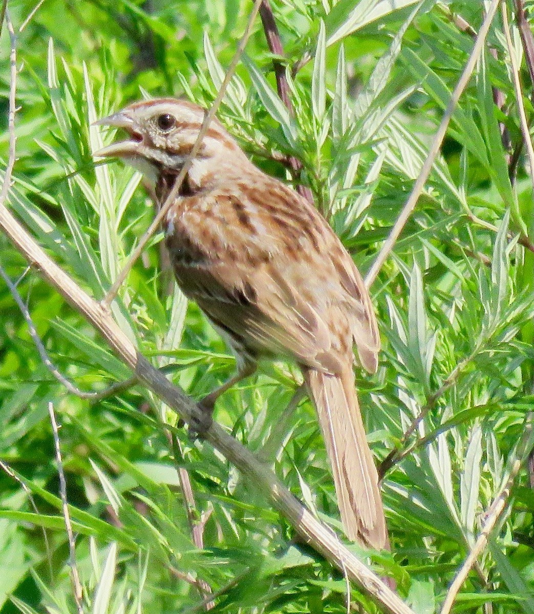 Song Sparrow - ML105959021