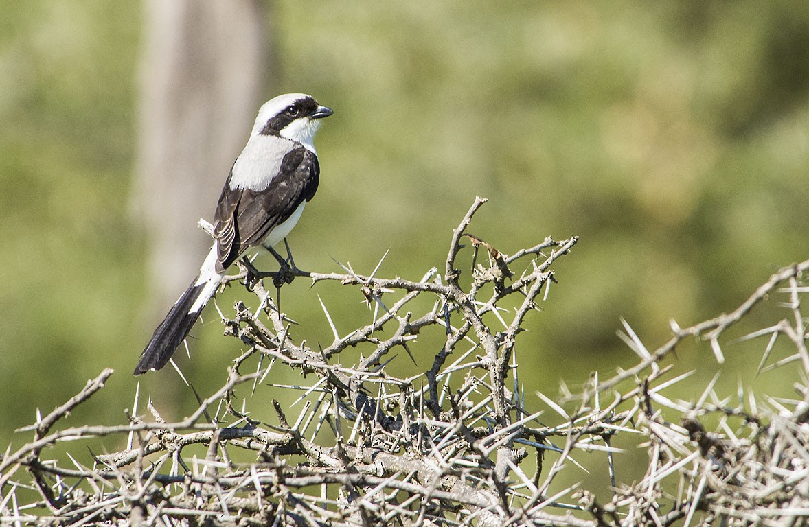 Gray-backed Fiscal - Ad Konings