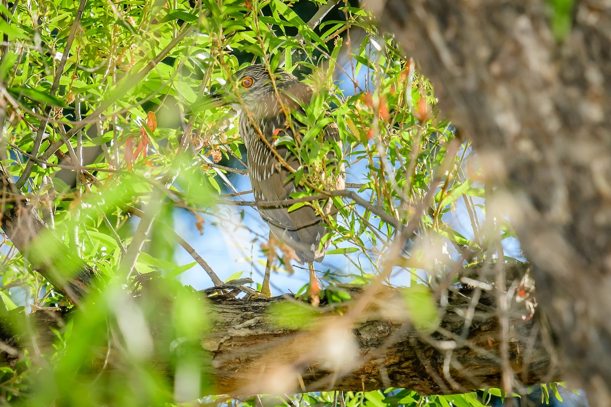 Black-crowned Night Heron - ML105959481