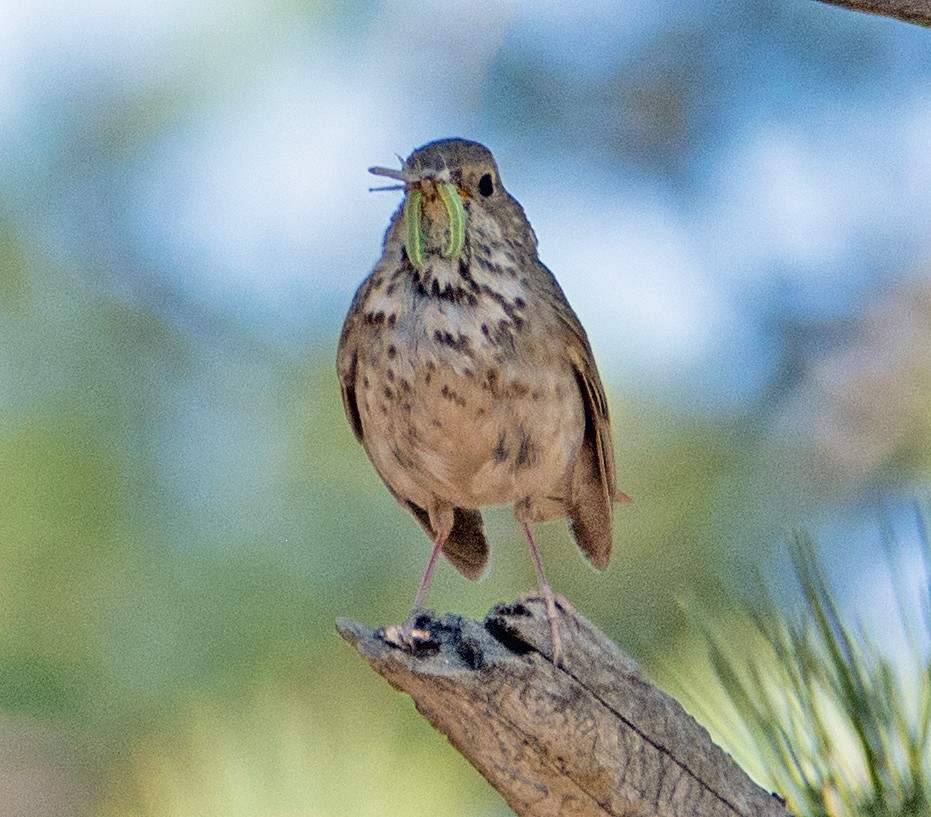 Hermit Thrush - ML105961351
