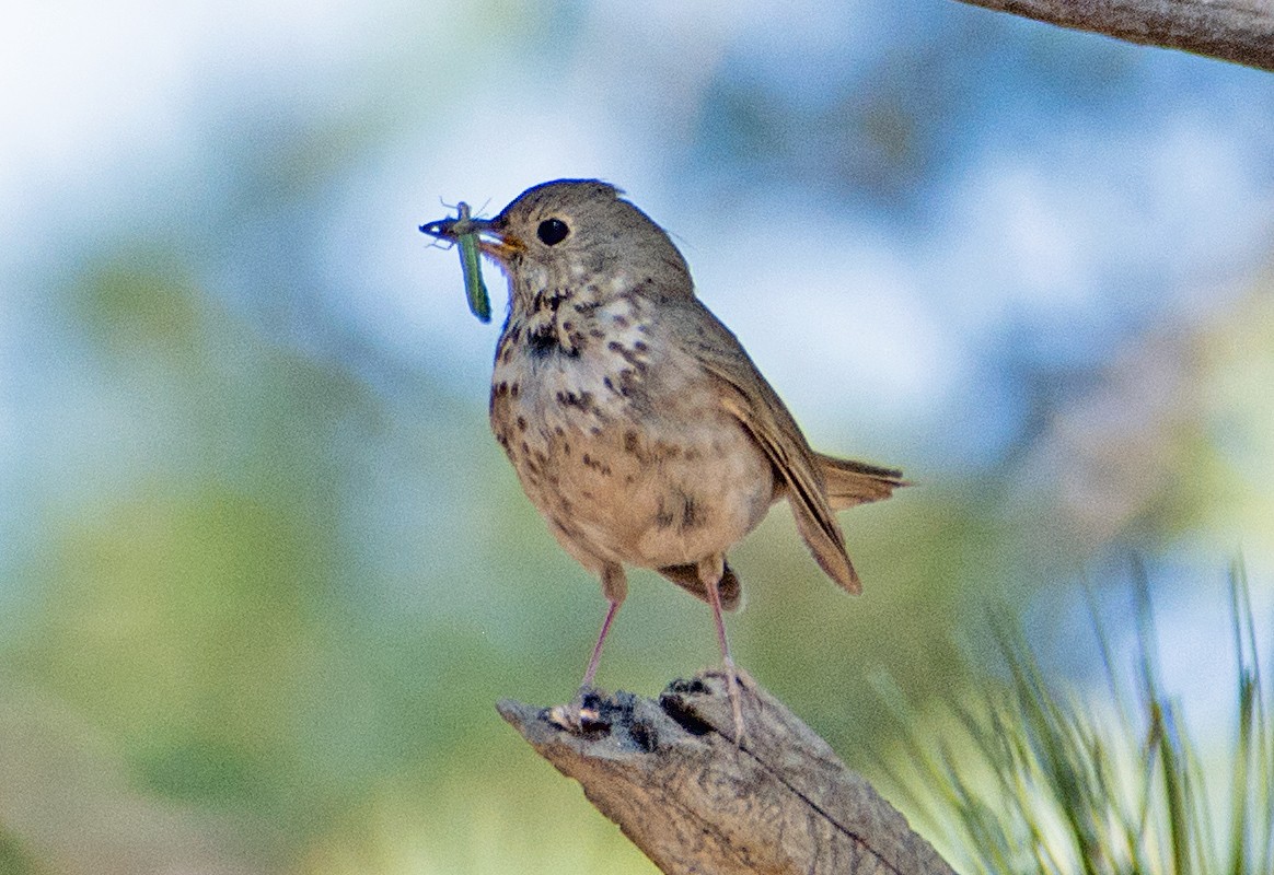 Hermit Thrush - ML105961361