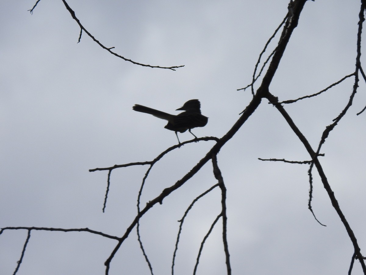 Ash-throated Flycatcher - ML105962271