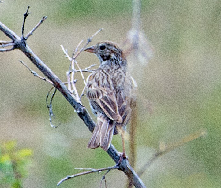 Vesper Sparrow - ML105962331