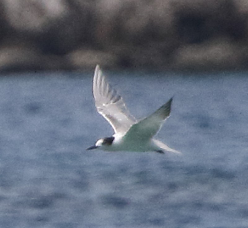 Common Tern - ML105962781