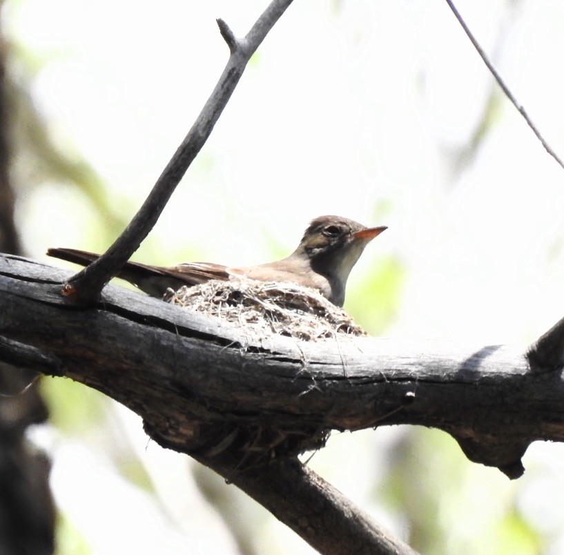 Dusky Flycatcher - ML105964041