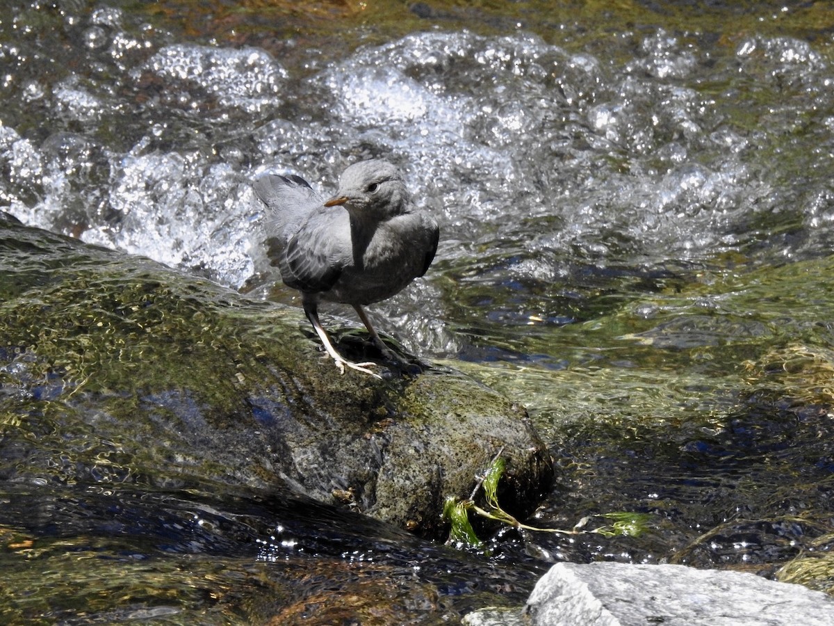 American Dipper - ML105964391