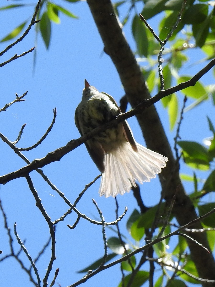 Dusky Flycatcher - ML105965071