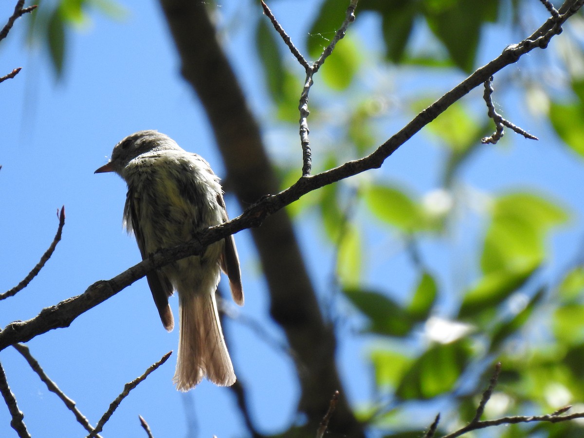 Dusky Flycatcher - ML105965081
