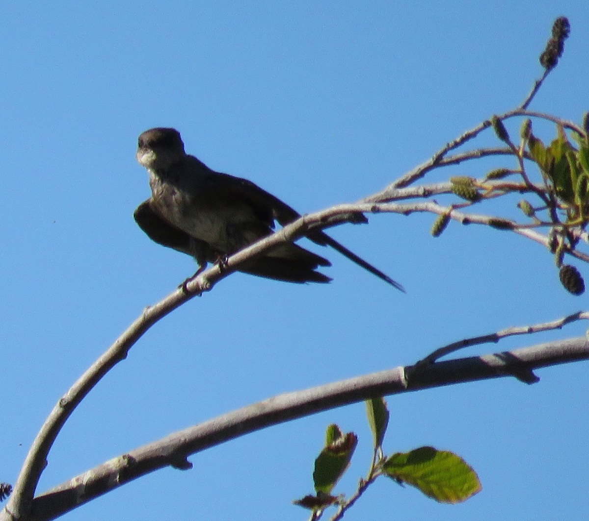 Northern Rough-winged Swallow - George Chrisman