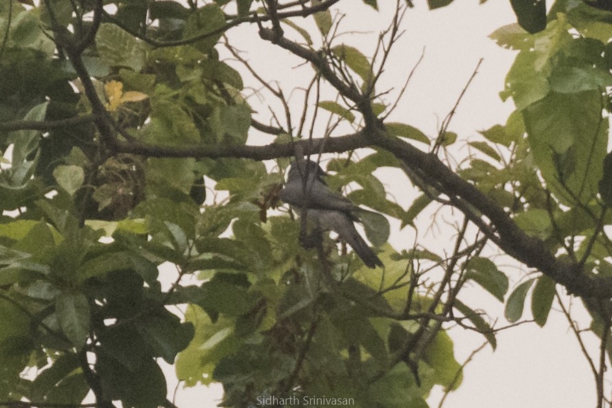 Large Cuckooshrike - Sidharth Srinivasan