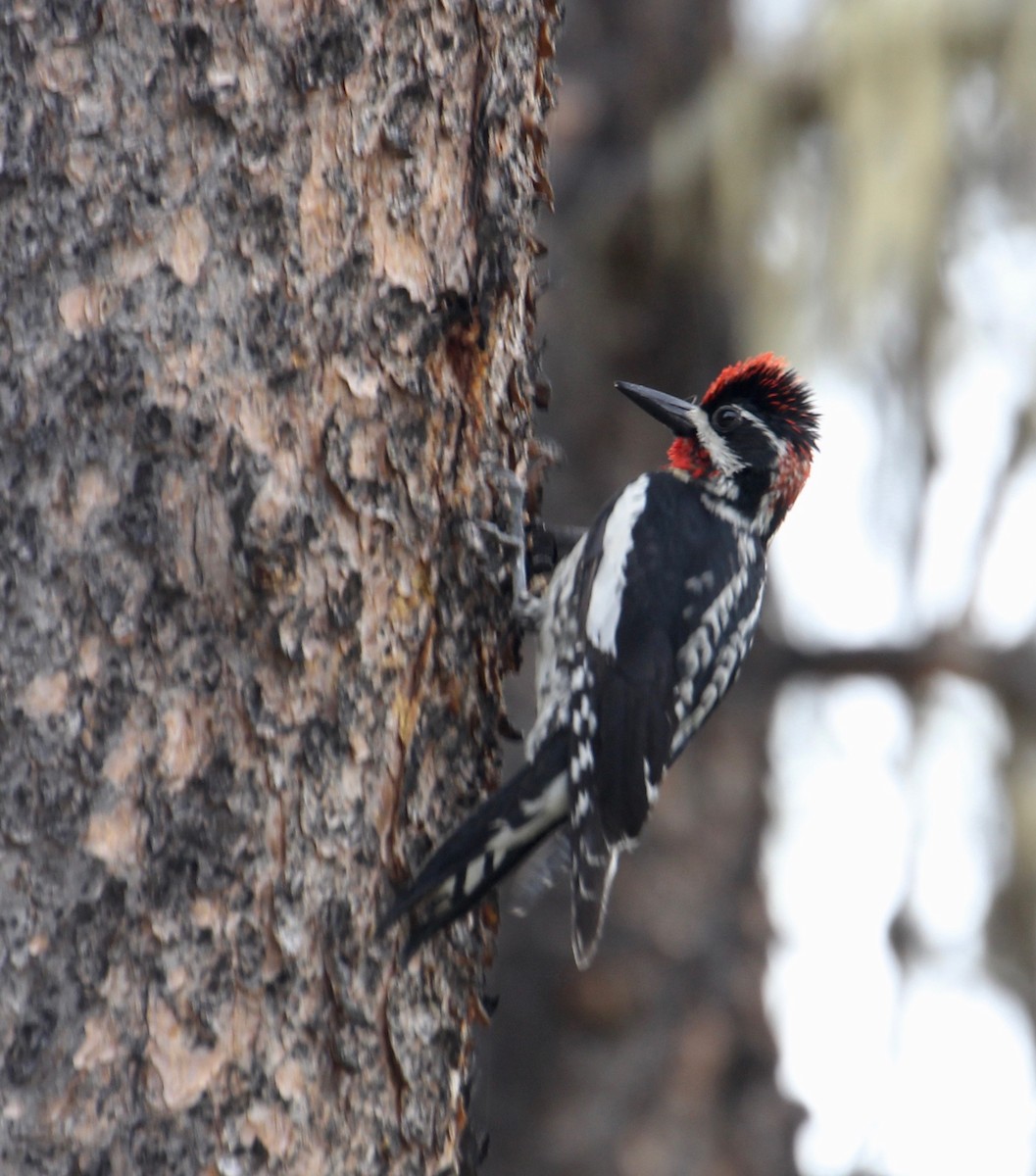 Red-naped Sapsucker - ML105967321