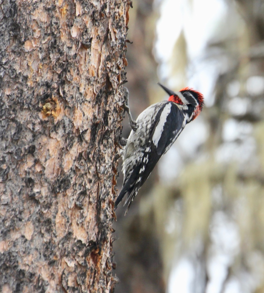 Red-naped Sapsucker - ML105967331