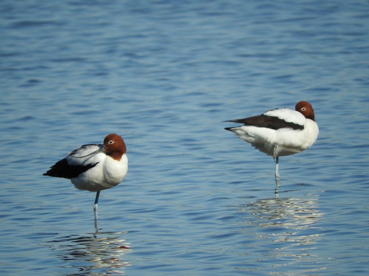 Red-necked Avocet - ML105967961