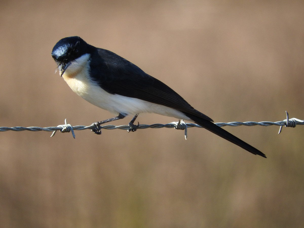 Restless Flycatcher - ML105968121