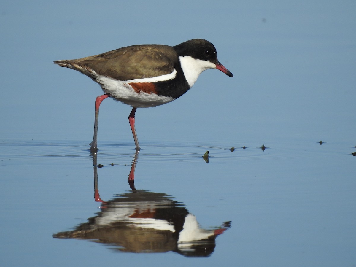 Red-kneed Dotterel - ML105968201