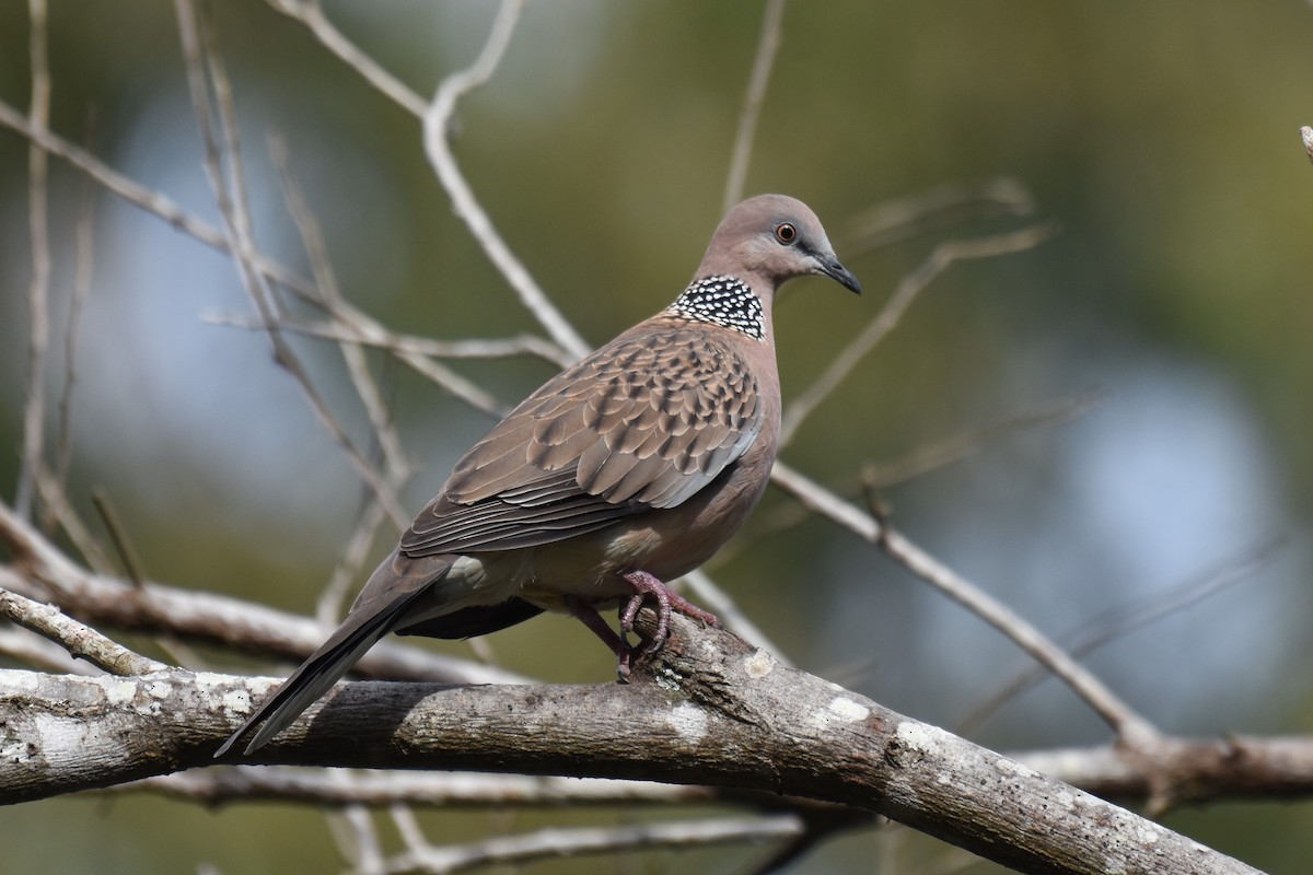 珠頸斑鳩 - ML105968261