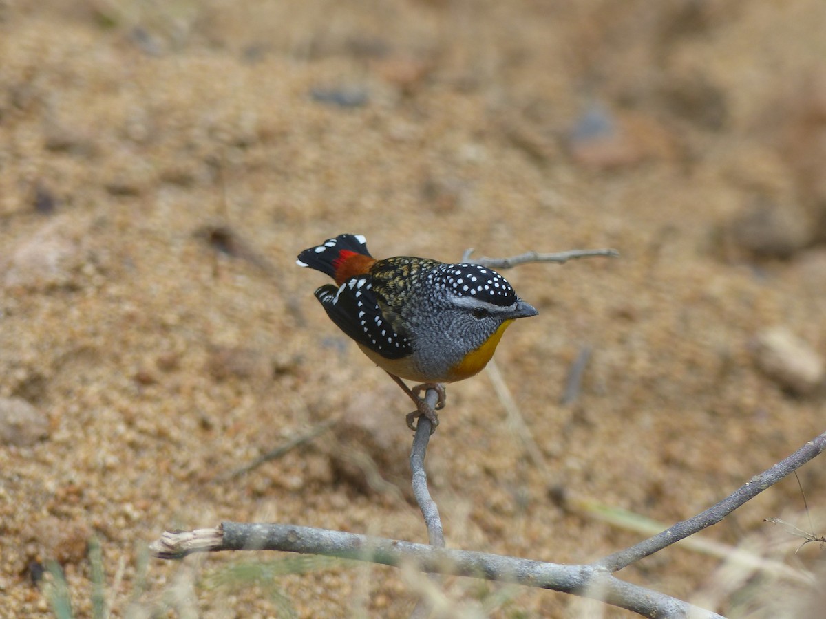 Spotted Pardalote - ML105970161
