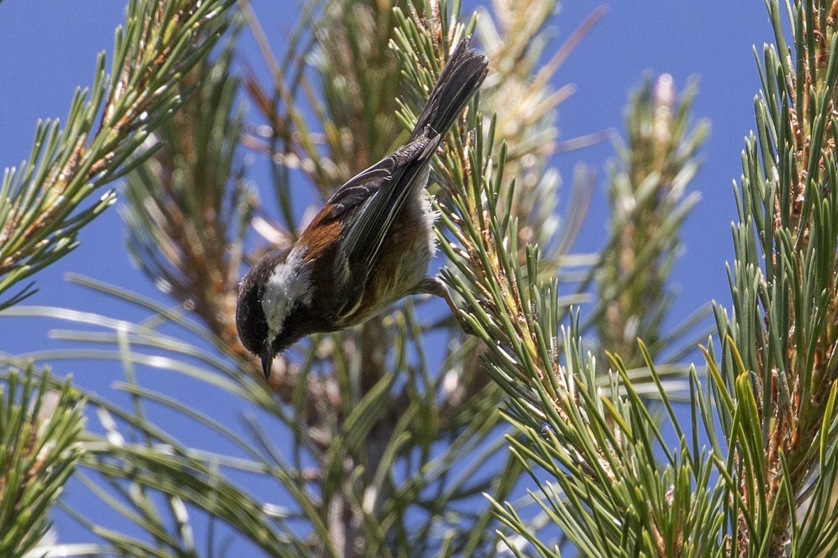 Chestnut-backed Chickadee - Robert Lockett