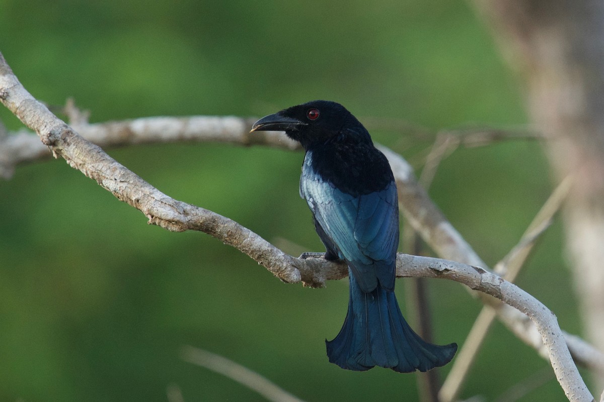 Wallacean Drongo - Anonymous
