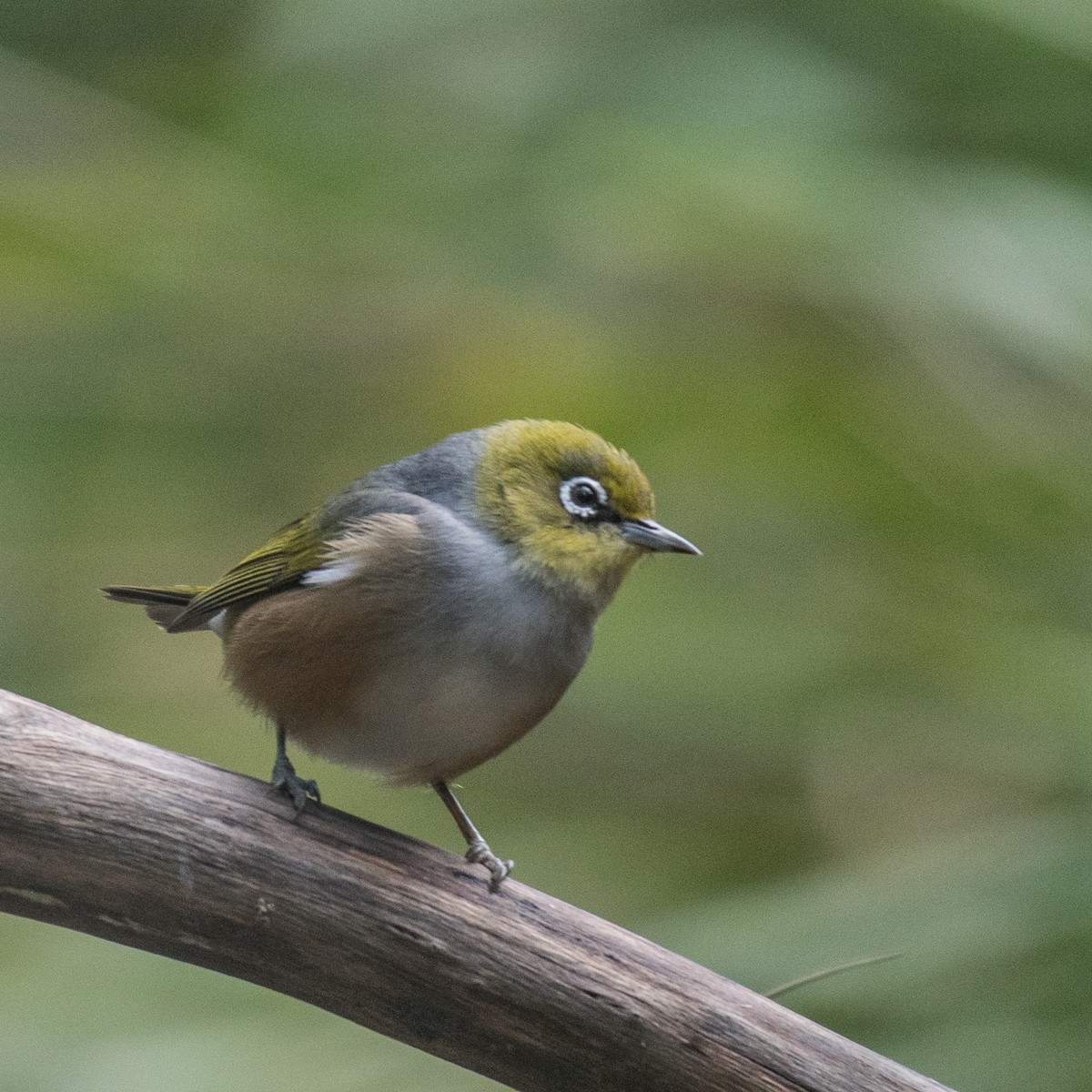 Silvereye - ML105972111