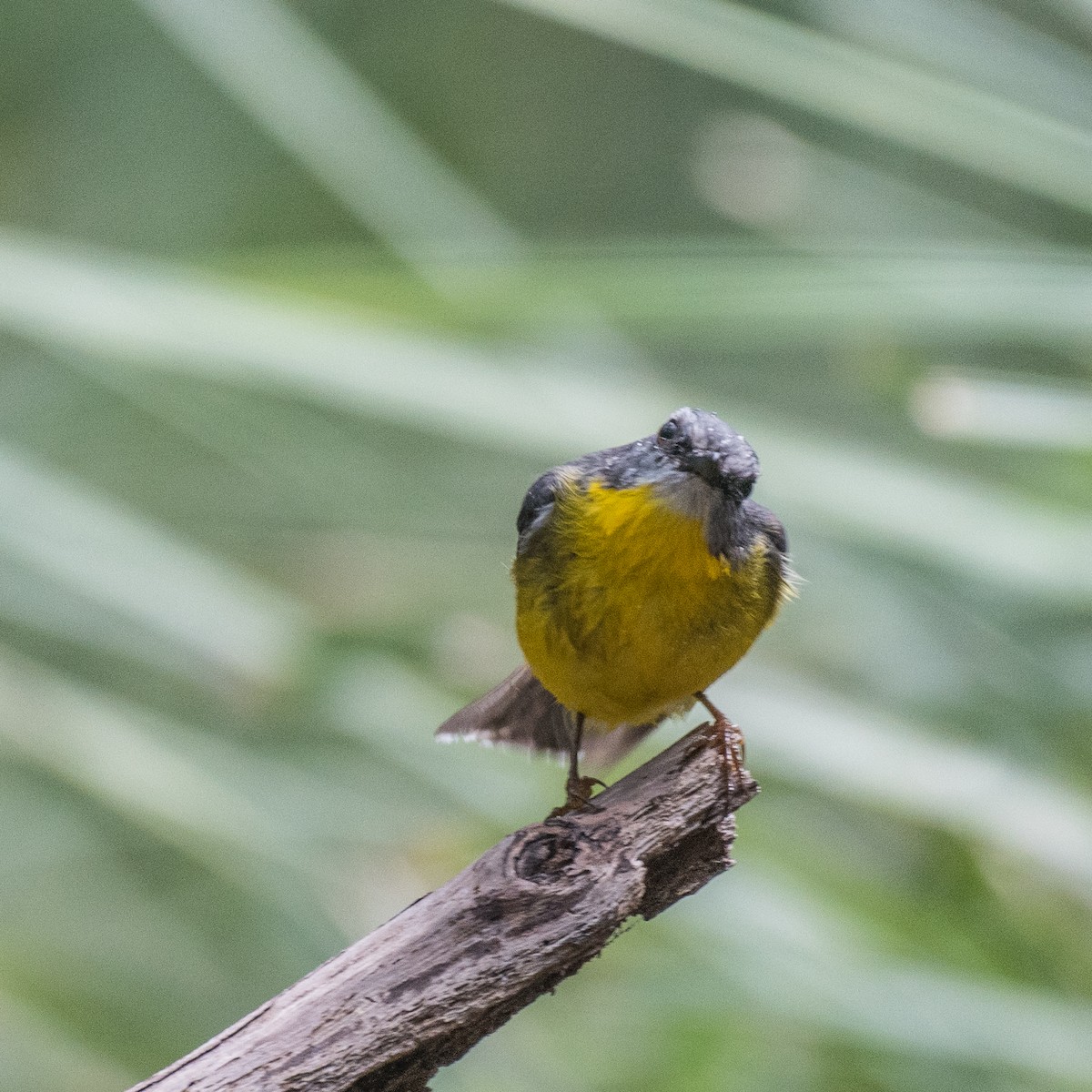 Eastern Yellow Robin - ML105972161