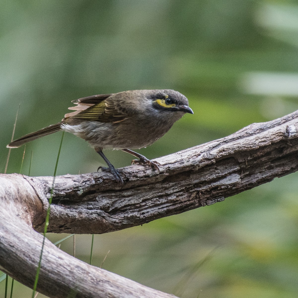 Yellow-faced Honeyeater - ML105972171