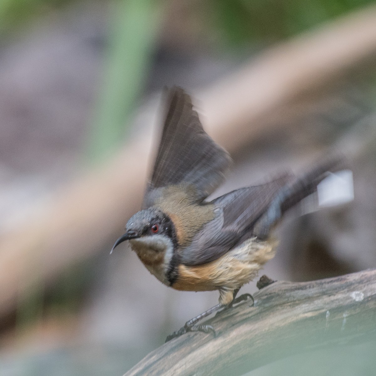 Eastern Spinebill - ML105972211