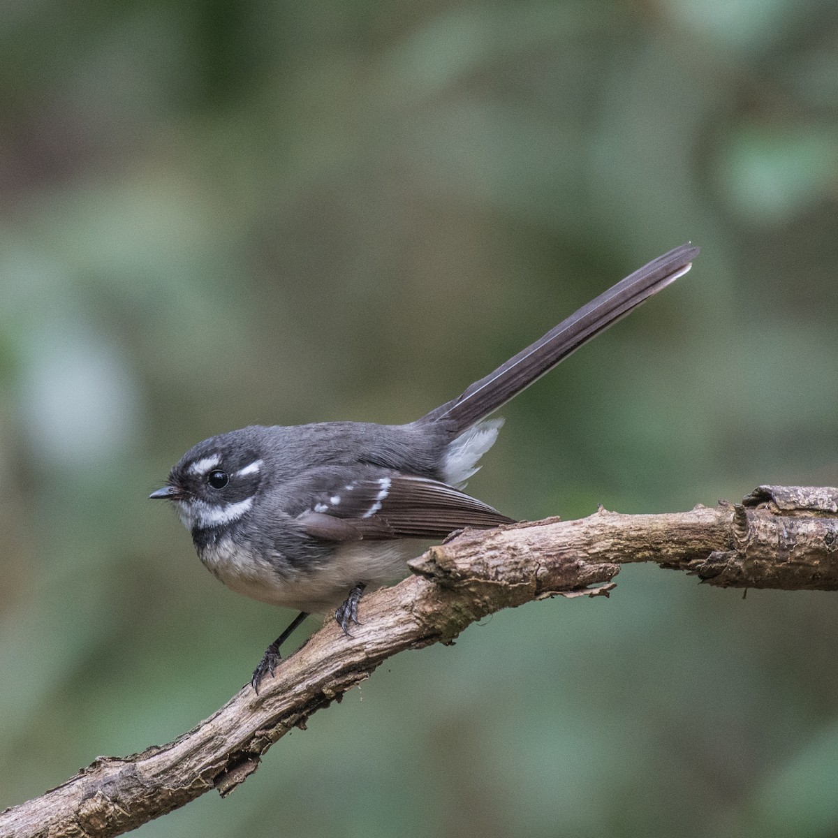 Gray Fantail - ML105972271