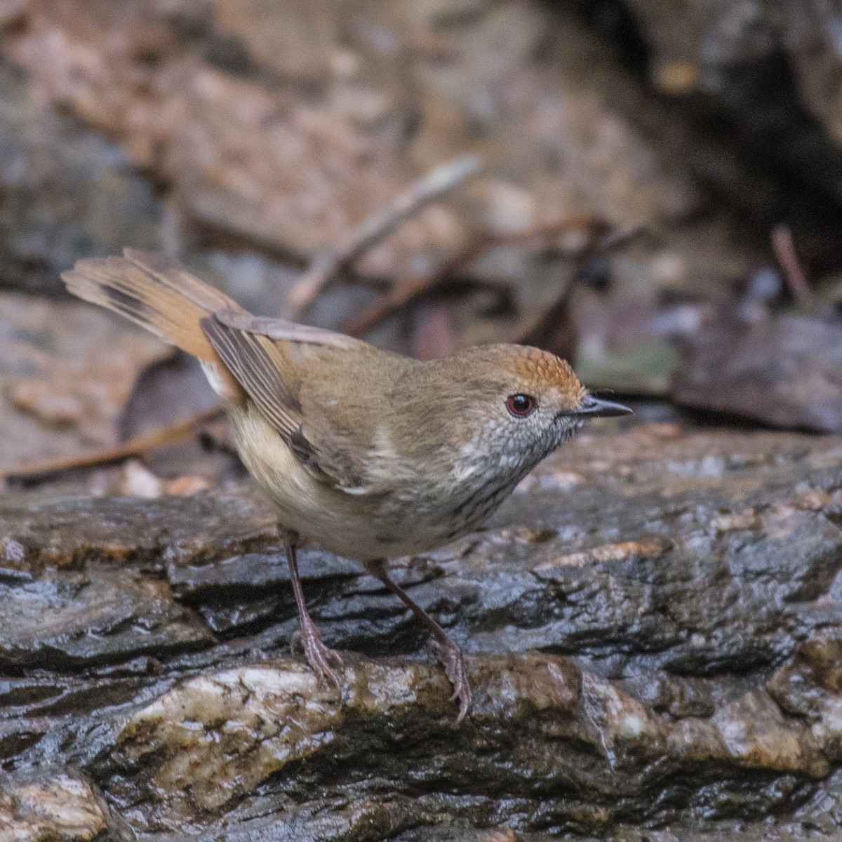 Brown Thornbill - ML105972331